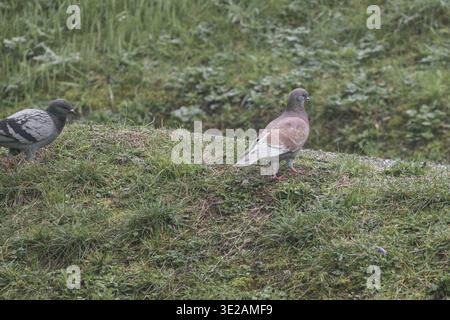 Tauben, die auf einer Wiese laufen Stockfoto
