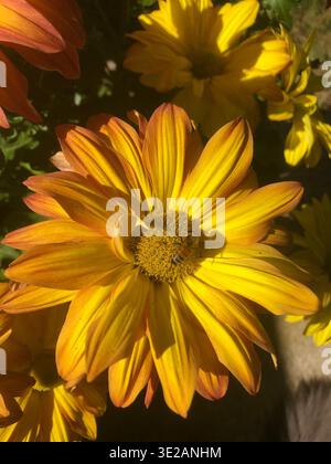 Eine Biene auf einer Mum Flower Stockfoto