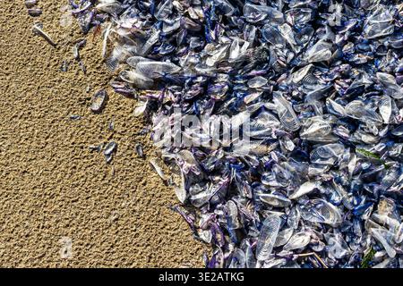 Velella velella ist an einem Strand gestrandet, auch bekannt als Seefahrer, Windsegler, lila Segel oder kleines Segel, Quallen, die in den Sand gespült werden Stockfoto