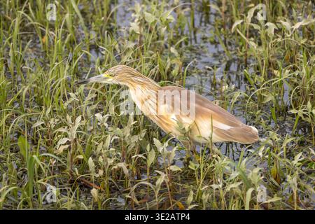 squacco Reiher, Ardeola ralloides, Nil River, Luxor, Ägypten Stockfoto