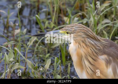 squacco Reiher, Ardeola ralloides, Nil River, Luxor, Ägypten Stockfoto