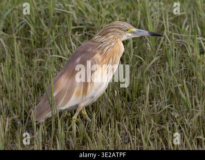 squacco Reiher, Ardeola ralloides, Nil River, Luxor, Ägypten Stockfoto