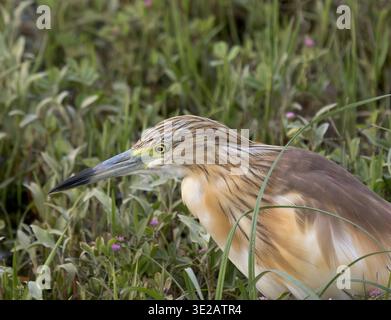 squacco Reiher, Ardeola ralloides, Nil River, Luxor, Ägypten Stockfoto