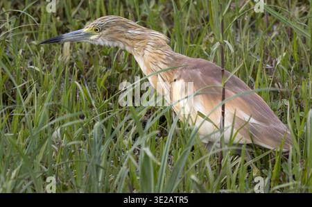 squacco Reiher, Ardeola ralloides, Nil River, Luxor, Ägypten Stockfoto