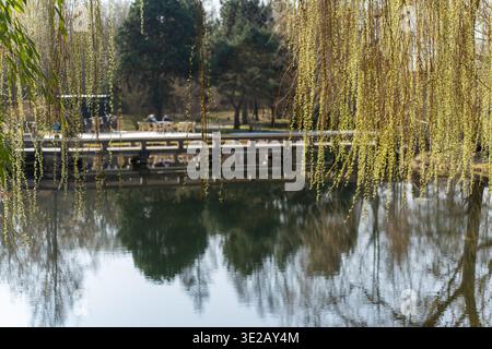 Weidenzweige hängen über einem ruhigen Teich. Ihre gelblichen Blätter spiegeln sich im Wasser. Eine Holzbrücke überspannt den Teich hinter den Weiden. Bäume und ein Perso Stockfoto
