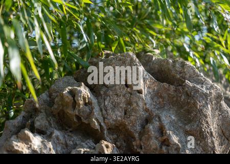 Nahaufnahme strukturierter Felsen mit Spalten und Löchern. Sonnenlicht filtert durch grüne Bambusblätter. Sanfte Schatten auf dem Stein. Natürliche Outdoor-Szene. Löschen Stockfoto