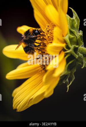 Eine fleißige Biene sammelt Pollen auf einer hellgelben Sonnenblume Stockfoto