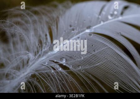 Nahaufnahme einer weichen weißen Feder mit Wassertropfen, die die zarte Textur und Struktur hervorheben. Stockfoto