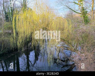 Trauerweide hängt über einem ruhigen Fluss mit sanfter Reflexion im frühen Frühlingswald Stockfoto