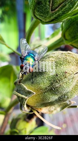 Grüne Flaschenfliege Makroaufnahme auf Pflanzenknospen mit roten Augen, Naturinsektenfotografie Stockfoto