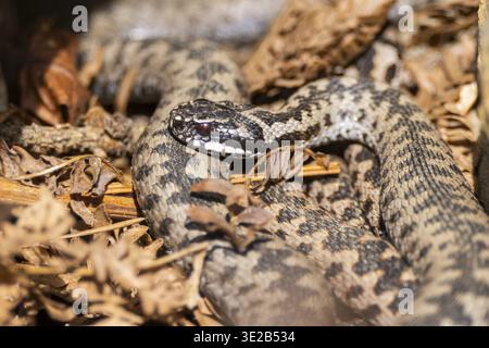 Europäische Additive (Vipera berus) auf dem Boden im Sommer, Bayern, Deutschland Stockfoto