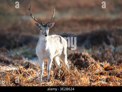 Junge Damhirsche (Dama dama) mit markanten Geweihen, die wachsam in einem Feld trockener Farne stehen, beleuchtet durch das weiche, warme Licht eines Herbstmonats Stockfoto