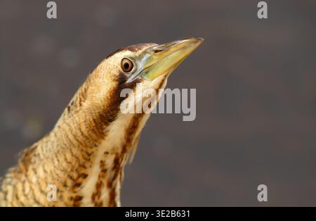 Nahaufnahme eines Porträts der eurasischen Bittern (Botaurus stellaris), die regungslos in einem Feuchtgebiet in Großbritannien stehen. Stockfoto