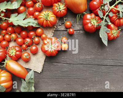 Die Ernte verschiedener Tomaten. Auswahl an frischen, farbenfrohen Tomaten. Verschiedene Tomaten/Paradeiser-Sorten Stockfoto