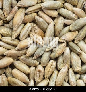 Quadratischer Lebensmittelhintergrund - ganze Roggenkörner aus nächster Nähe Stockfoto