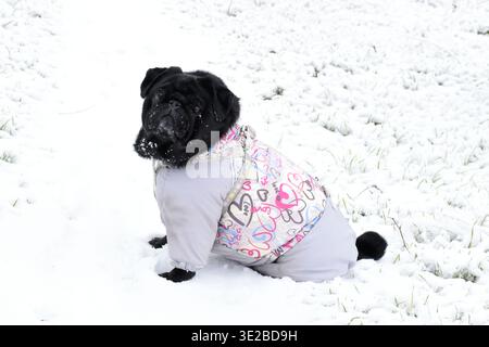 Wunderschönes schwarzes Mops-Mädchen, getragen in grauen warmen Overalls. Niedlicher Hund, der auf Schnee im Winterwald sitzt. Stockfoto