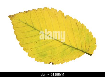 Rückseite des gefallenen gelben Blattes von Ulme, isoliert auf weißem Hintergrund Stockfoto