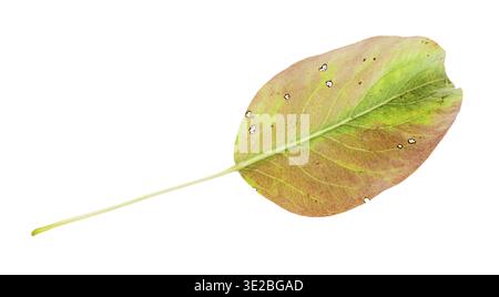 Gelblich grün gefallenes Blatt des Birnenbaums isoliert auf weißem Hintergrund Stockfoto