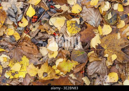 Natürlicher Hintergrund - Blick von oben auf feuchte verschiedene gefallene Blätter auf der Wiese im Stadtpark im späten Herbst Stockfoto