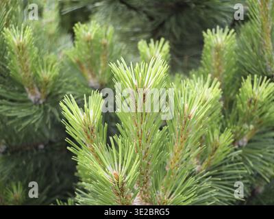 Kiefernknospen im Frühjahr. Blühende Tannenzweige. Junger Kiefernzapfen Stockfoto