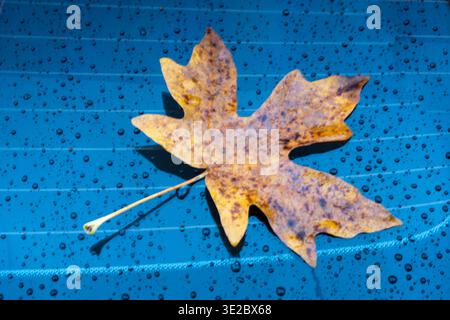 Ein gefallenes Ahornblatt liegt auf einer nassen blauen Oberfläche. Blütenblätter braun und mit Alter gesprenkelt. Tautropfen haften an den Blatträndern Stockfoto
