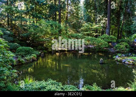 Ein Teich in einem Wald mit Bäumen, die ihn umgeben. Das Wasser ist ruhig und klar. Die Bäume sind grün und der Himmel blau. Die Szene ist beruhigend. Stockfoto