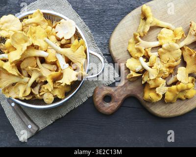 Rohe wilde Pfifferlinge auf dunkelgrauem hölzernem Hintergrund Stockfoto