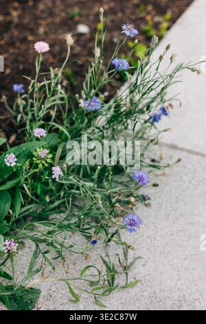 Bunte Blumen wachsen neben einem grauen Bürgersteig in einem Garten im Frühling im Nachmittagslicht Stockfoto