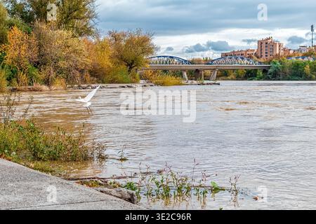 Ein weißer Reiher fliegt über den Ebro in Saragossa, Spanien, mit der eisernen Brücke Puente de Hierro im Hintergrund. Ein dynamischer Moment Stockfoto