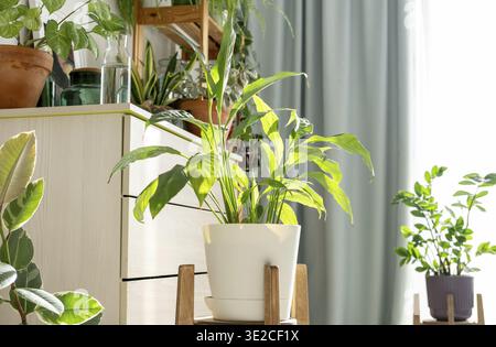 Stilvolle Wohnkultur im Wohnzimmer mit vielen Pflanzen. Home-Garden-Konzept Stockfoto
