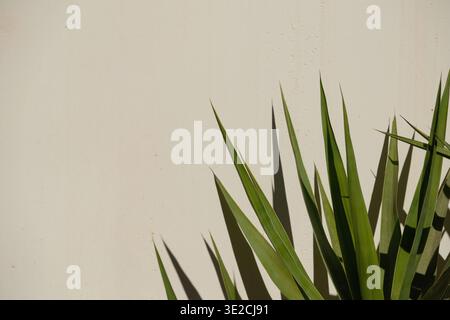 Lange grüne Yucca-Blätter vor weißer Wand. Yucca mit Schatten an einem sonnigen Tag im Freien Stockfoto