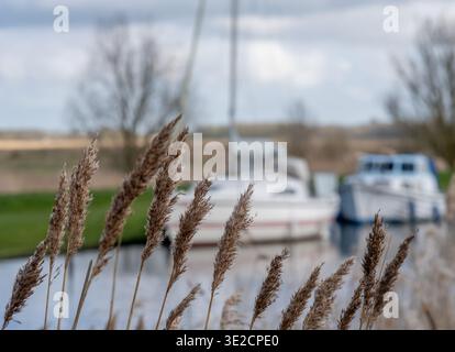 Genauer und selektiver Fokus auf Schilf am Flussufer mit unscharfem Hintergrund und Bokeh Stockfoto