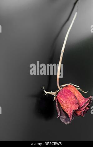 Ein ergreifendes Makrofoto einer einzelnen, verwelkten roten Rose, die vor einem tiefen anthrazitgrauen Hintergrund herabhängt. Stockfoto