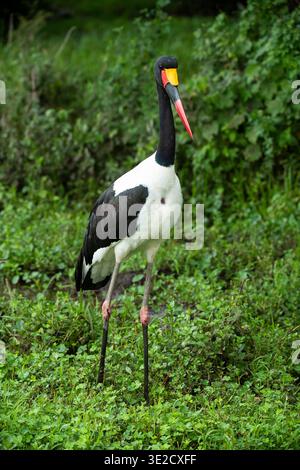 Sattelschnabelstorch, Ephippiorhynchus senegalensis, Ngorongoro-Krater, Tansania Stockfoto