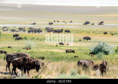 Eine Büffelherde weidet auf einem grasbewachsenen Feld. Die Szene ist friedlich und ruhig, die Tiere verteilen sich über die Landschaft Stockfoto