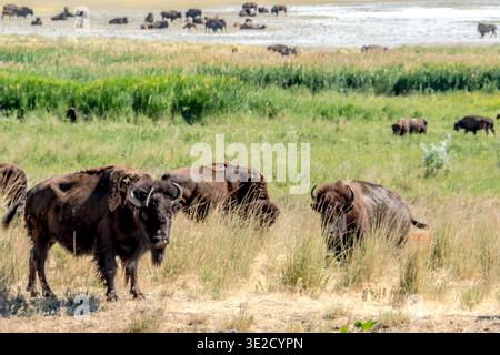 Eine Büffelherde weidet auf einem Feld. Die Büffel sind über das Feld verteilt, einige stehen näher an der Kamera und andere weiter entfernt Stockfoto