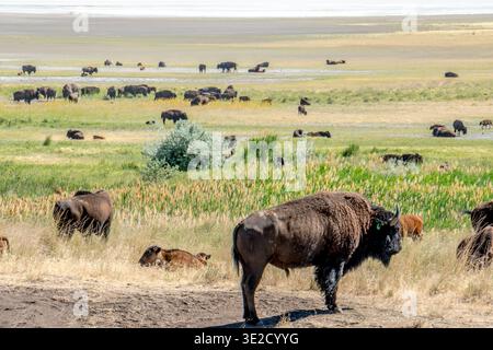 Eine Büffelherde weidet auf einem Feld. Die Büffel sind über das Feld verteilt, einige stehen und andere liegen. Die Szene ist friedlich Stockfoto