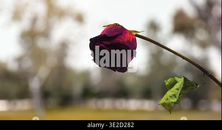 Verwelkte dunkelrote Rose mit herabhängendem Stiel auf verschwommenem Naturhintergrund, Alterung und Ende der Romantik Stockfoto