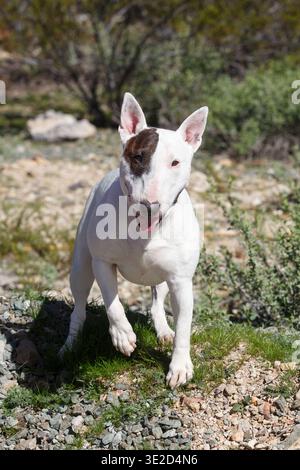 Weißer Mini-Bullterrier posiert in der Wüste für ein natürliches Porträt im Freien Stockfoto