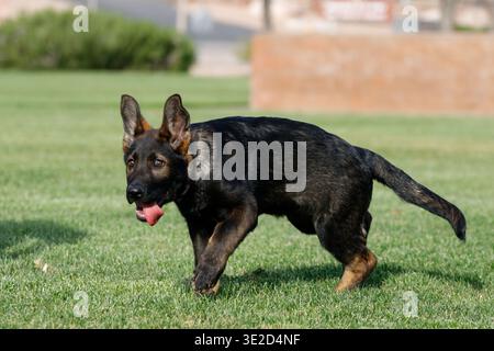 Deutscher Schäferhund mit ausgezogener Zunge, während er im Gras spielt Stockfoto