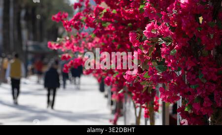 Blühende Bougainvillea auf der sonnigen Straße mit verschwommenen Menschen Stockfoto