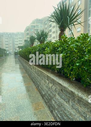 Regen strömt auf einem Fußweg, der von üppig grünen Sträuchern und Palmen gesäumt ist. Nahe gelegene Gebäude stehen hoch unter grauem Himmel. Wasser sammelt sich auf dem Stockfoto