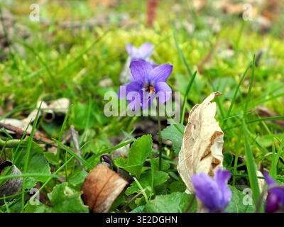 Eine Bratsche odorata, Holzviolett, englisches Violett oder Gartenviolett, die auf dem Boden zwischen gefallenen Blättern wächst. Bonn, Deutschland. März. Stockfoto