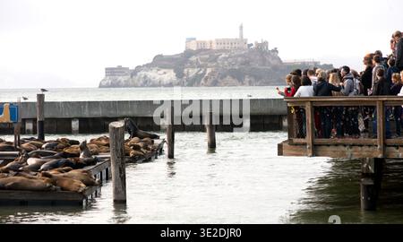 Leute beobachten Robben auf Pier 39, San Francisco, mit Alcatraz im Hintergrund Stockfoto