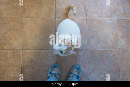 Eine Hochwinkelaufnahme, die auf eine weiße Katze mit Ingwermarkierungen auf Kopf und Schwanz herabblickt. Die Katze sitzt auf einem braunen Fliesenboden und schaut neugierig auf Stockfoto