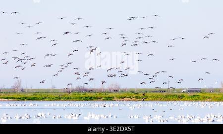 Eine große Schar Kanadiengänse im Flug Stockfoto