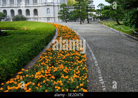 Ringelblumen im Hauptgarten des State Guest House Akasaka Palace - Minato City, Tokio, Japan - 9. November 2025 Stockfoto