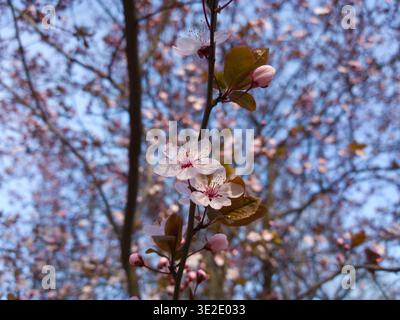 Rosa Kirschblüte (Prunus cerasifera 'Nigra') mit violetten Blättern im Frühjahr. Stockfoto
