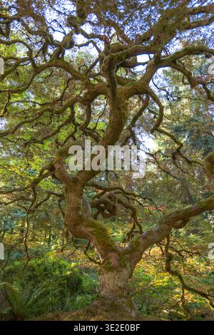 Ein sehr interessanter Baum im asiatischen Stil mit Moos, das darauf wächst. Der Baum ist von grünem Laub umgeben und befindet sich in einem Wald. Stockfoto