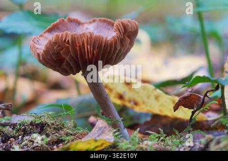 Ein Betrügerpilz, der in der Laubstreu eines Waldes wächst Stockfoto